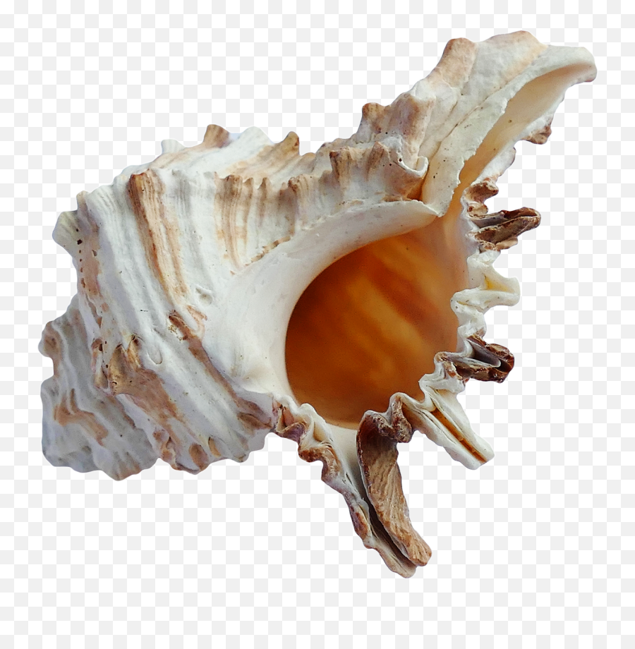 Sea Ocean Shell Png Image For Free Download - Beach Shell Png,Ocean Transparent Background