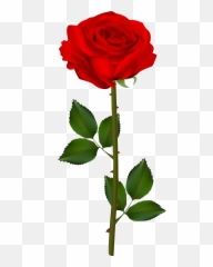 Rose Transparent Clipart Png
