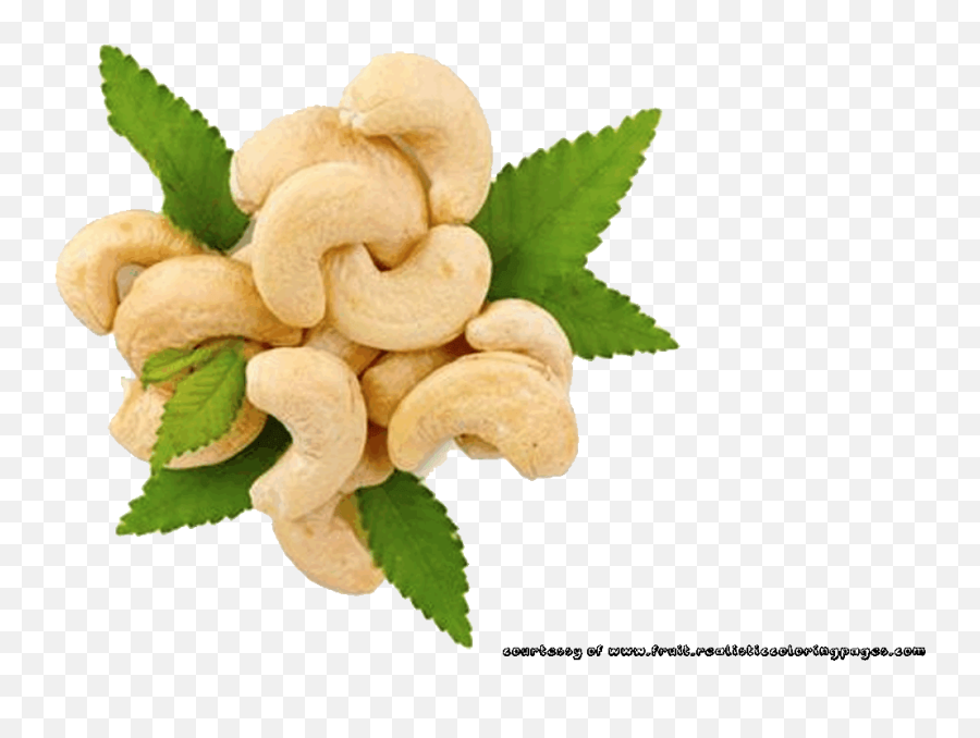 Download Rambutan Clipart Cashew Nut - Cashewnut Free Png,Cashew Png