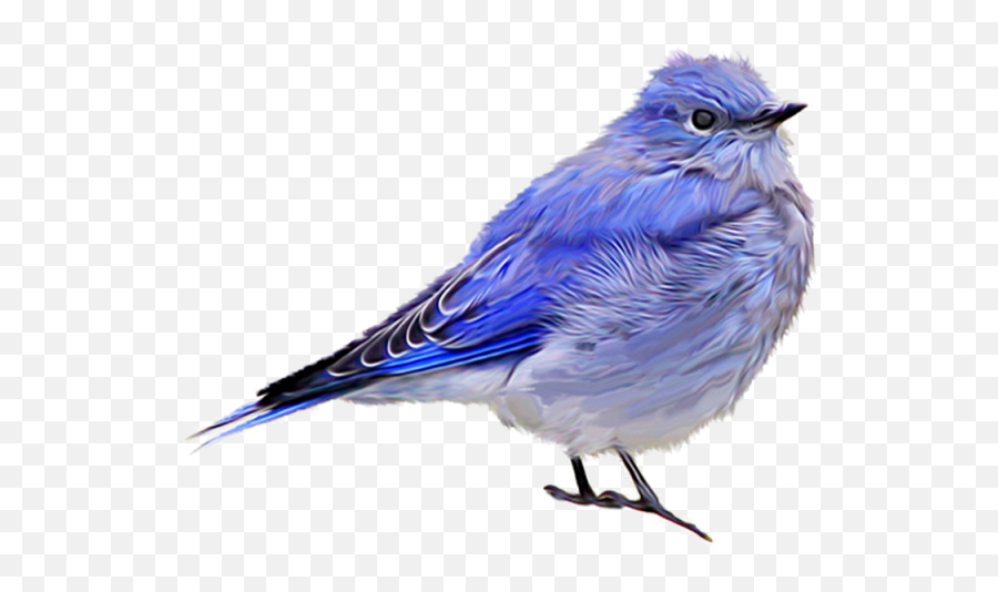 Blue Sparrow Png Download Clipart - Bluebird Png,Sparrow Png
