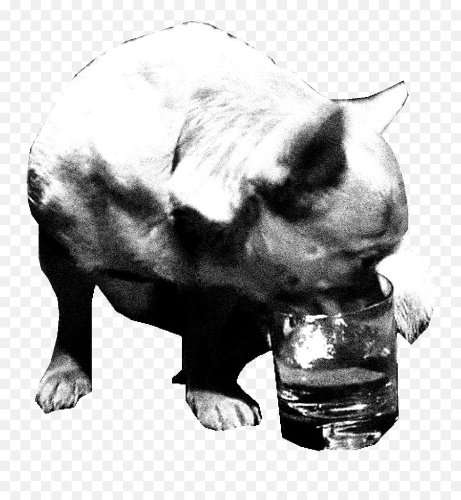 Ra - Domestic Pig Png,Drinking Png