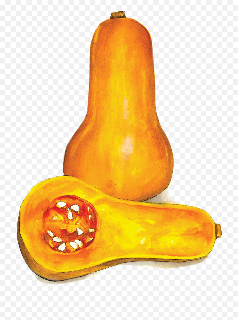 Butternut Squash - Gourd Png,Squash Png