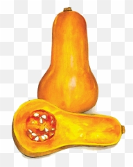 Butternut Squash - Gourd Png,Squash Png