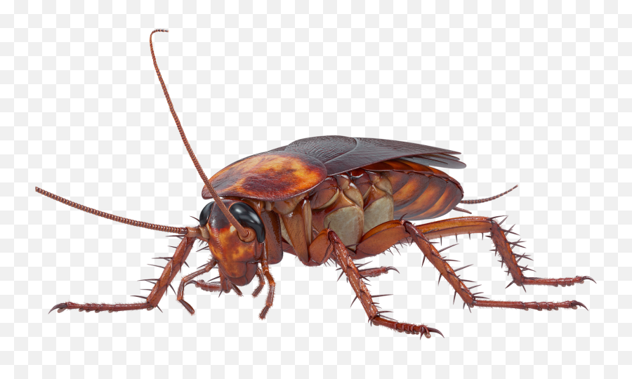 Van Den Berge Pest Control - Cockroach 3d Model Free Png,Cockroach Transparent