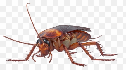 Van Den Berge Pest Control - Cockroach 3d Model Free Png,Cockroach Transparent