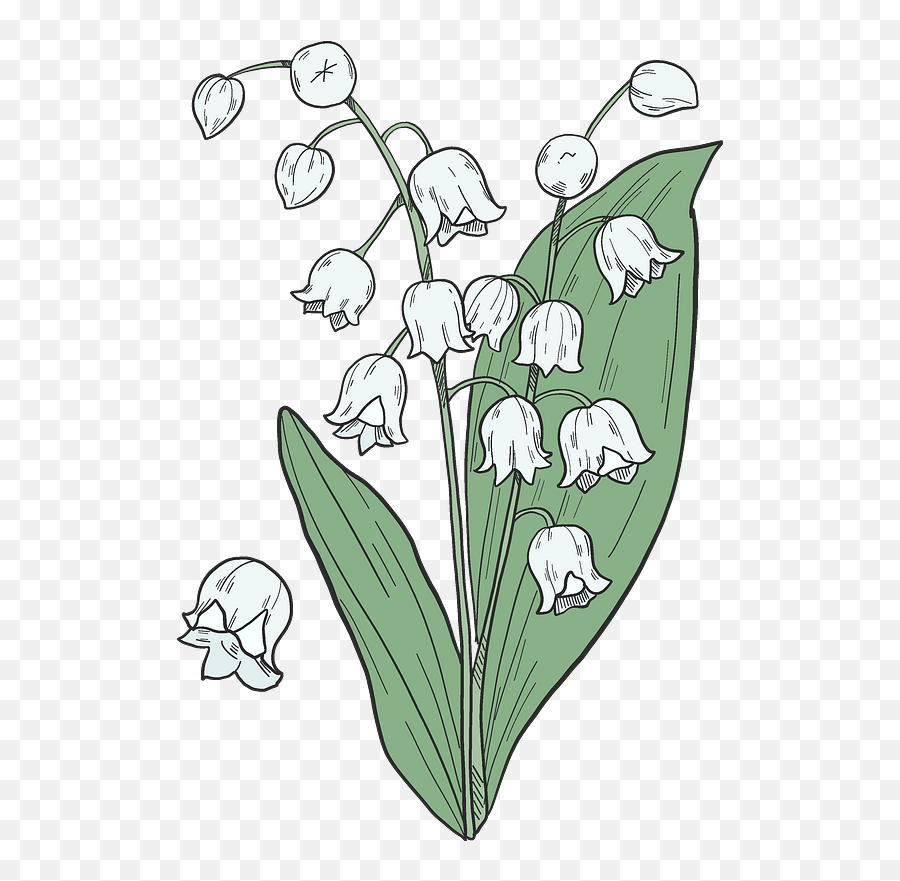 Clipart - Lily Of The Valley Clip Art Png,Lily Transparent