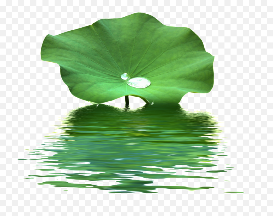 Download This Product Design Is Lotus Leaf Water Wave - Lotus Leaf On Water Png,Water Wave Png