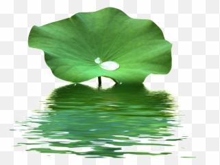 Download This Product Design Is Lotus Leaf Water Wave - On png