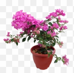 Bougainvillea - Bougainvillea Plant Singapore Png,Bougainvillea Png