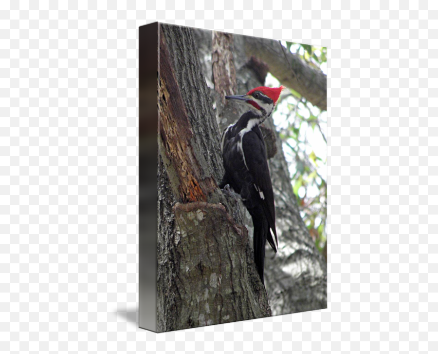 Pileated Woodpecker By Marsha Carson - Pileated Woodpecker Png,Woody Woodpecker Png