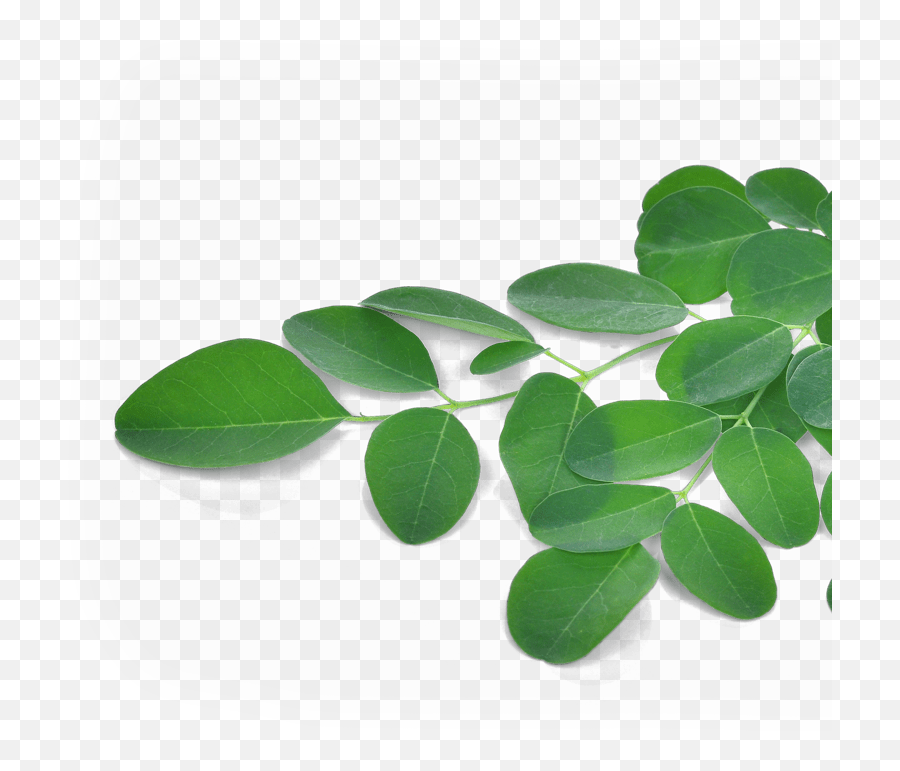 Moringa Oleifera 90 Caps - Moringa Oleifera Leaf Png,Leafs Png