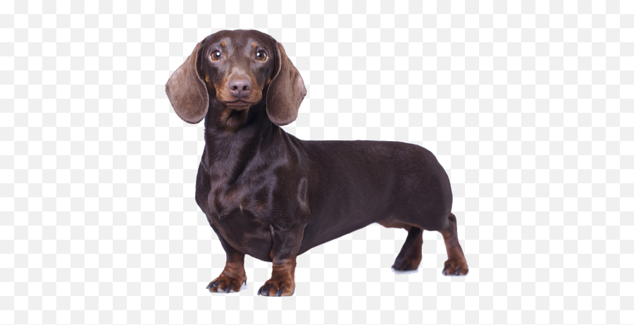 Dachshund Facts And Information Petcoach - Dog Long Body Png,Dachshund Png