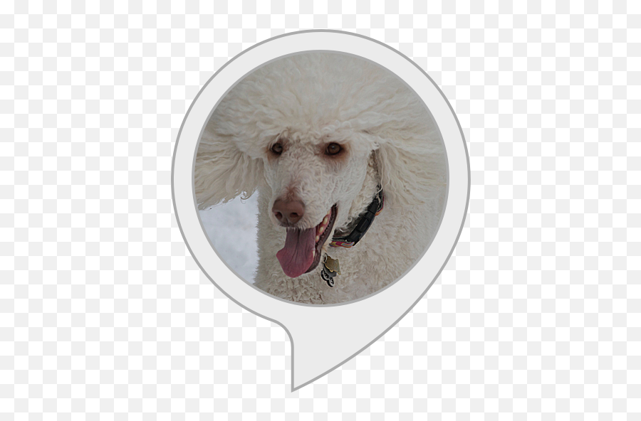 Amazoncom Poodle Fun Alexa Skills - Body Soul And Spirit Png,Poodle Png