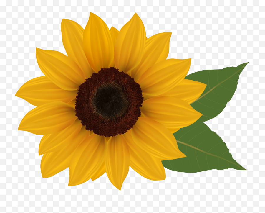 Free Sunflower Clipart Transparent - Transparent Background Sunflower Png,Sunflower Transparent Background