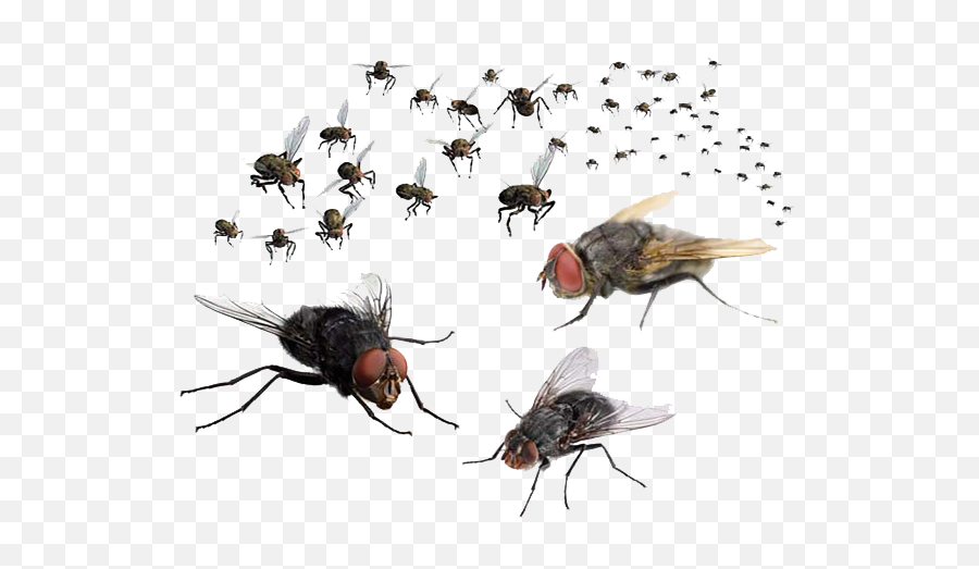 Download Fly Png Free - Transparent Flies Png,Fly Png