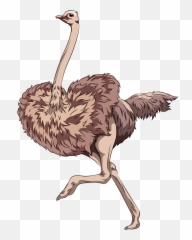 Ostrich Clipart Free Download Transparent Png Creazilla - Ostrich Vector Cartoon,Ostrich Png