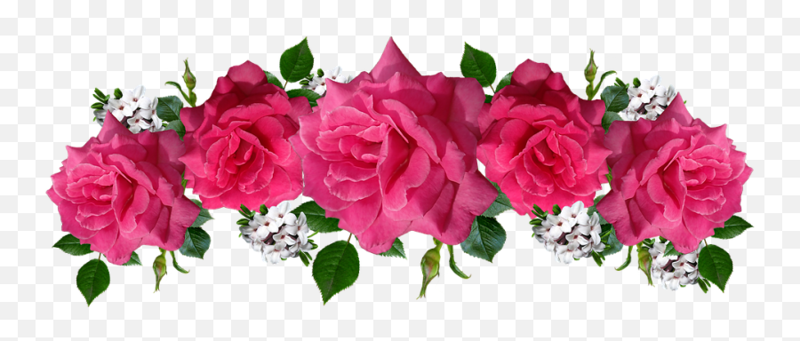 Roses Pink Flowers - Pink Roses On Transparent Png,Rosas Png