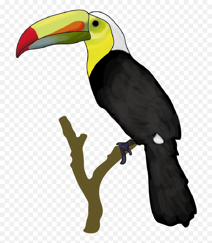Download Hd Sticker - White Background Round Toucan Toco Toucan Png,Toucan Png