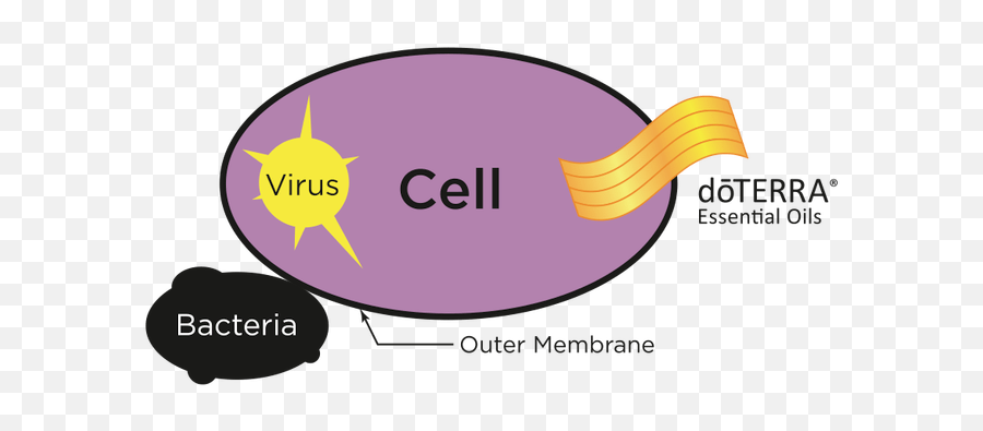 About Doterra Essential Oils - Cell Membrane Essential Oil Png,Doterra Logo Png
