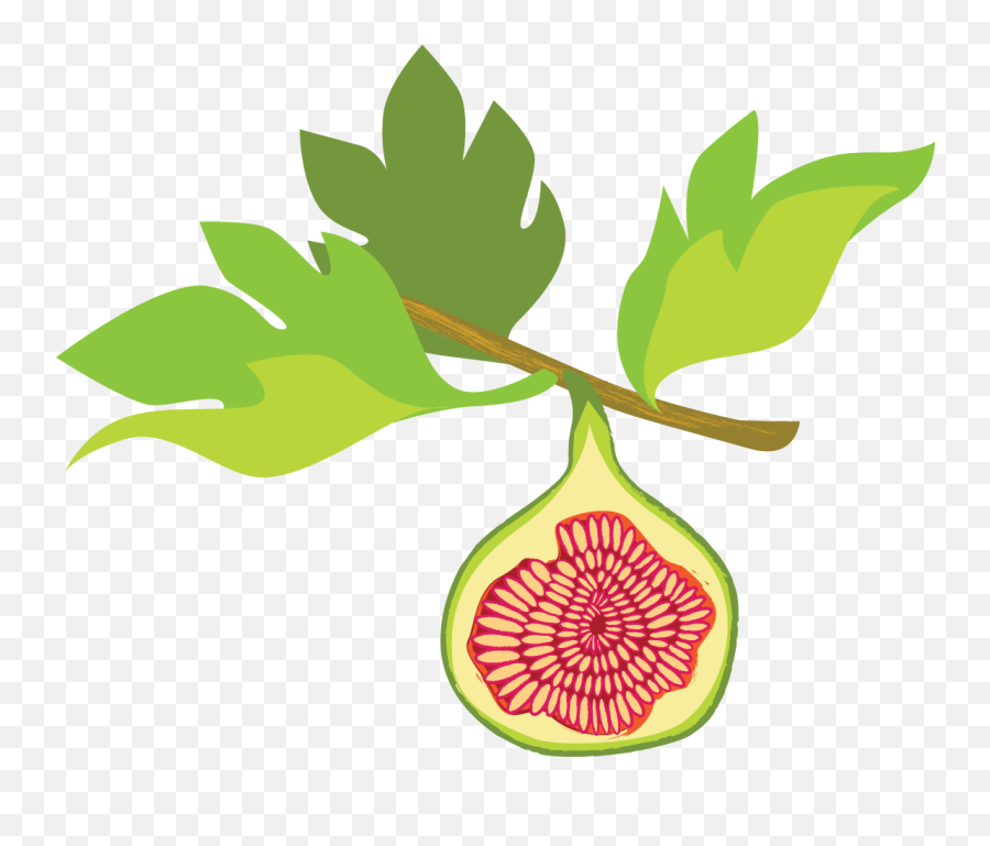 Fig Png - Fig Tree Clip Art,Fig Png