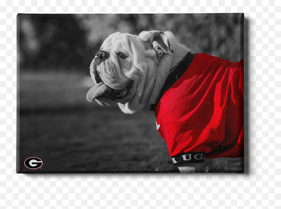 Georgia Bulldogs - Dog Clothes Png,Icon Bulldog Helmet