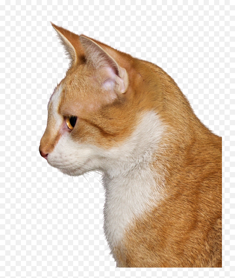 Download Free Png Cats - Backgroundcattransparent Dlpngcom Png Pics Of A Cat,Cat With Transparent Background