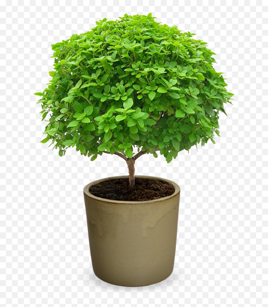 Ocimum Minimum U0027el Greco - Bonsaiu0027 Grafted Basil Tree Png,Bonsai Tree Png