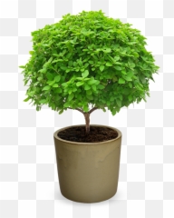 Ocimum Minimum U0027el Greco - Bonsaiu0027 Grafted Basil Tree Png,Bonsai Tree Png