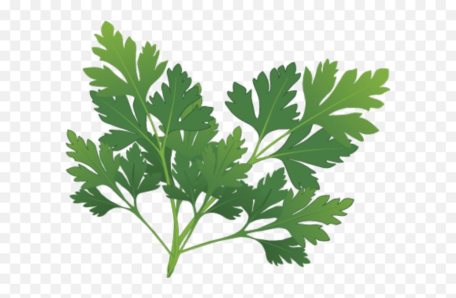 Plant Clipart Herb - Parsley Clip Art Png,Herbs Png