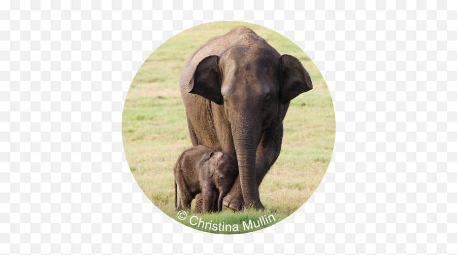 Wwf Hong Kong - Asian Elephant Png,Wild Grass Png