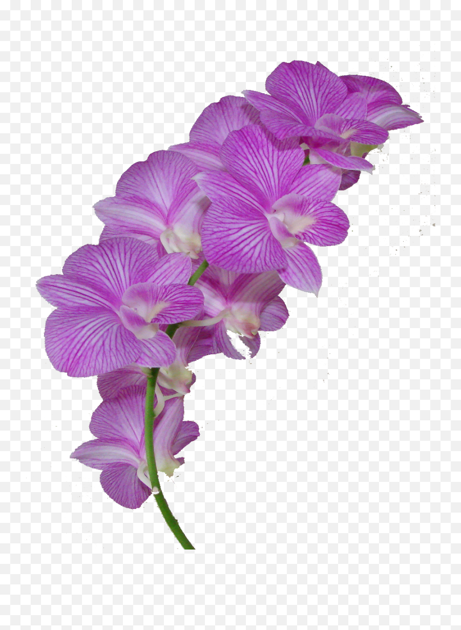 Flower Crown New 138 Purple Png - Orchid On Transparent Background,Hawaiian Flowers Png
