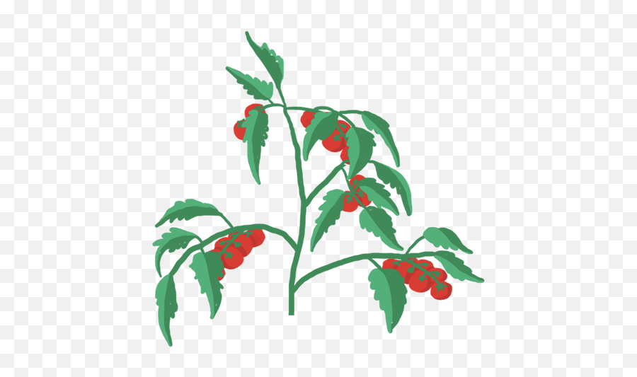 Mini Tomatoes - Mini Vegetable Prêt À Pousser Prêt À Png,3d Tree Icon