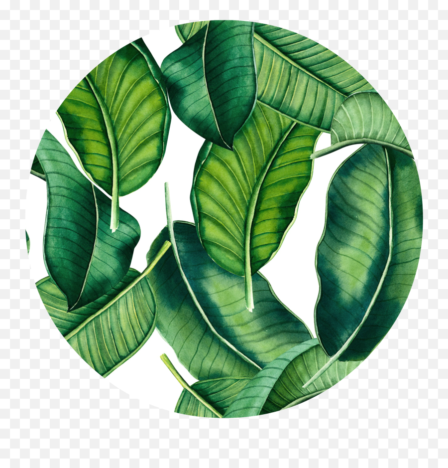 Tropical Banana Leaves Png - Banana Leaf Vector Transparent,Tropical Leaf Png