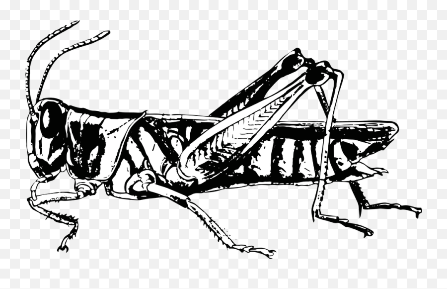 Grasshopper Bug Insect - Black And White Grasshopper Png,Grasshopper Png