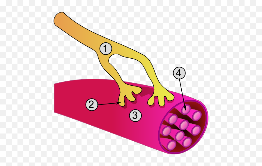 Filesynapse Diag3png - Wikidoc Jonction Neuromusculaire,Toe Png