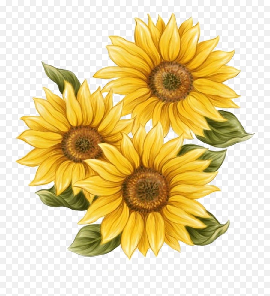 Drawing Sunflowers Vintage Transparent - Aesthetic Sunflower Drawing Png,Sunflowers Transparent