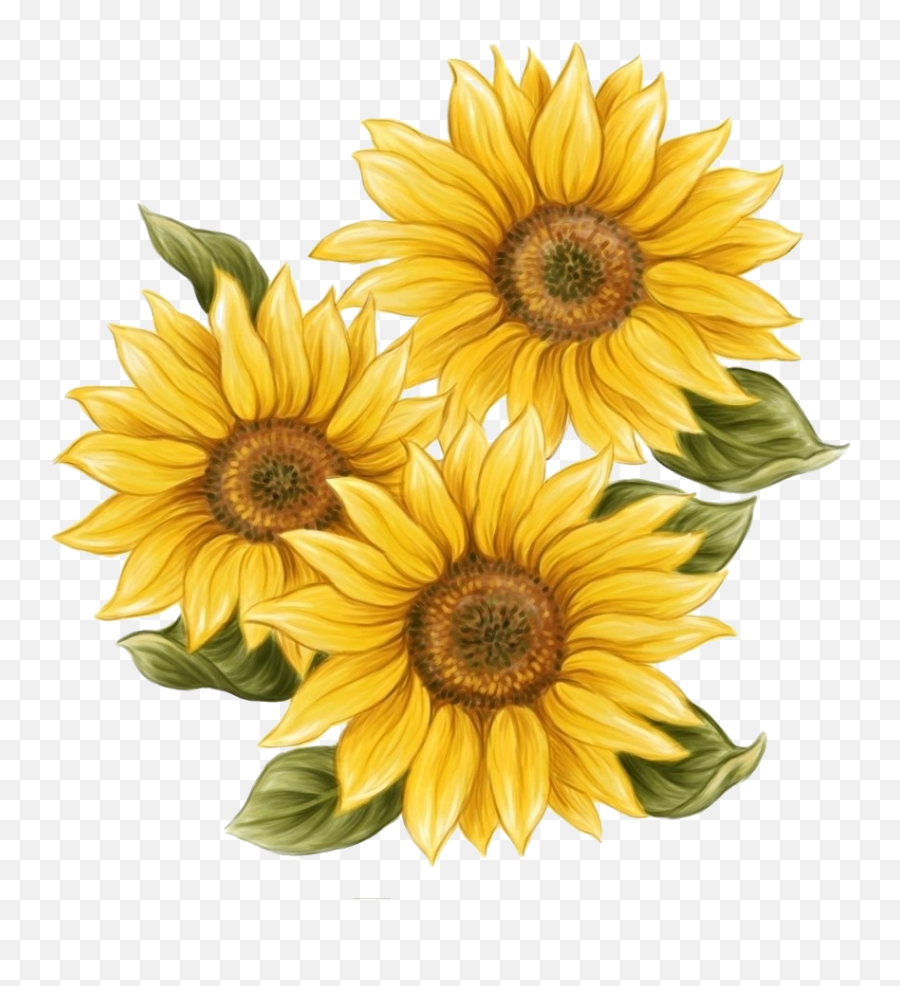 vintage sunflower drawing