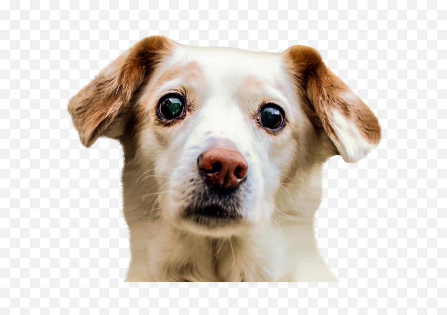 Dog Face Png Image - Dog Face Png,Face Png