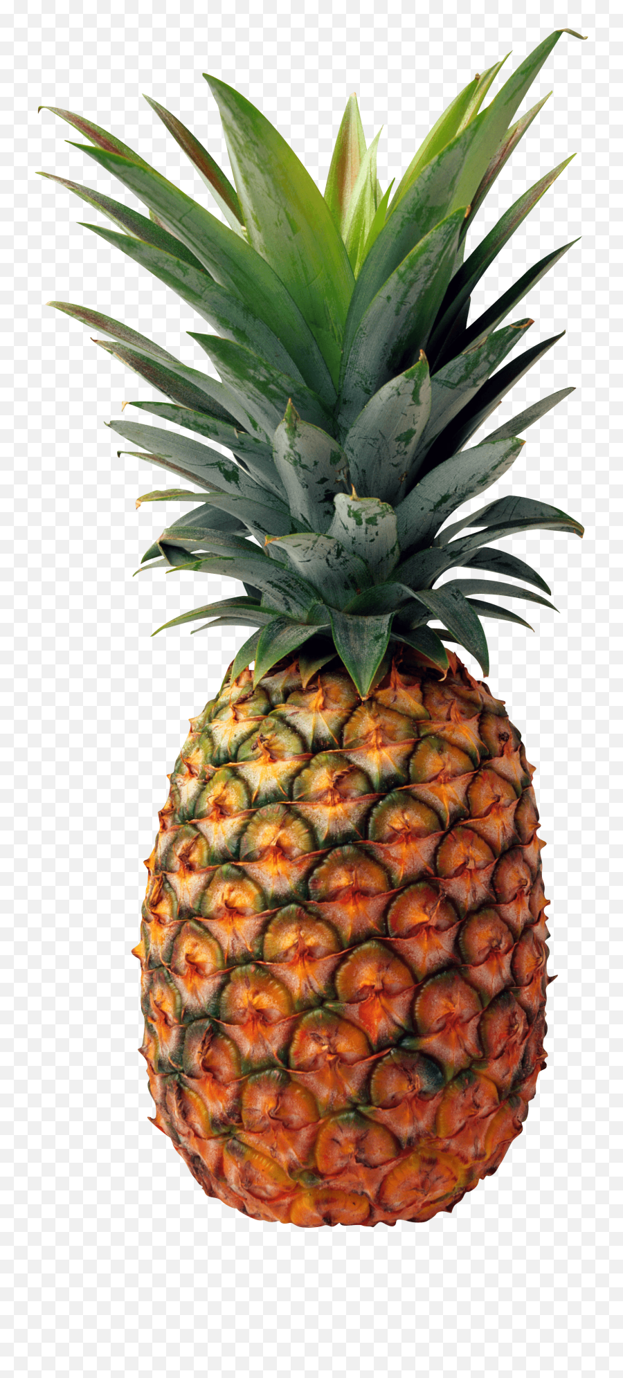 Library Of Pineapple Clipart Black And - Pineapple Png,Pineapple Clipart Png