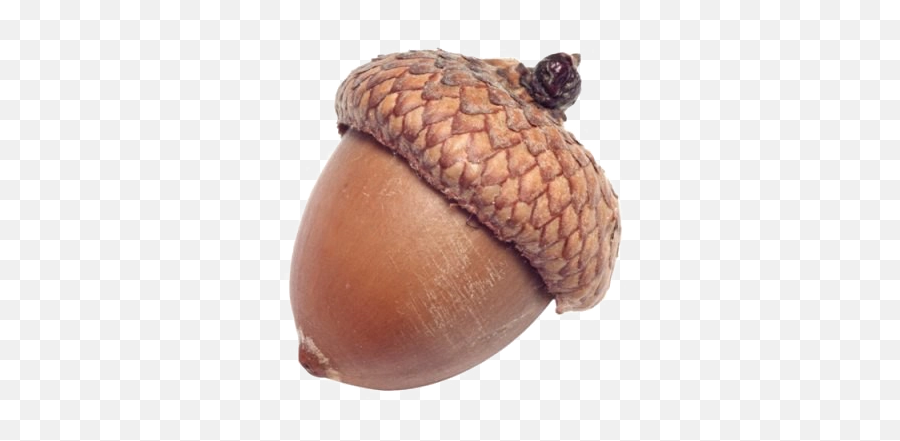 Acorn Png Image Background - Transparent Acorn Png,Acorn Transparent Background