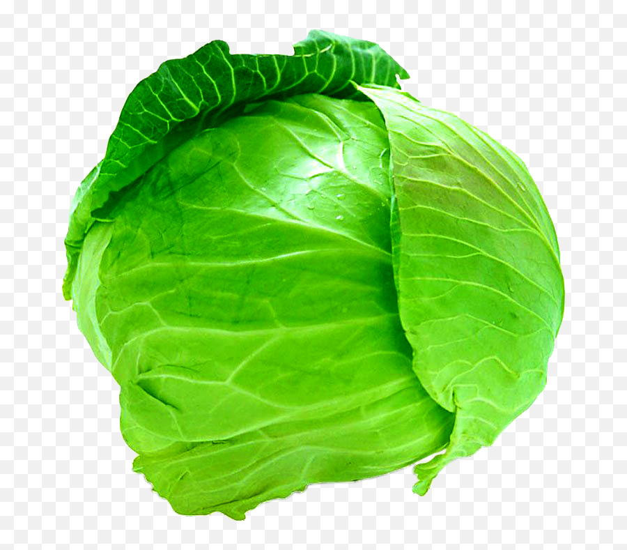 Savoy Cabbage Cauliflower Leaf - Cabbage Clipart Png,Cabbage Transparent