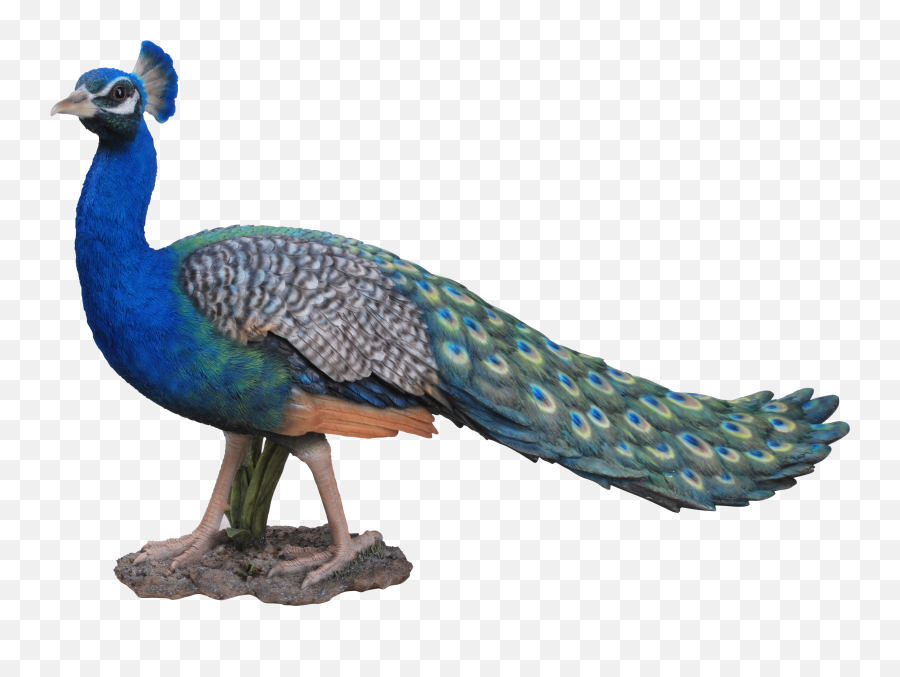 Download - Peacock Statue Png,Peacock Png