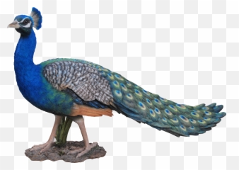 Download - Peacock Statue Png,Peacock Png