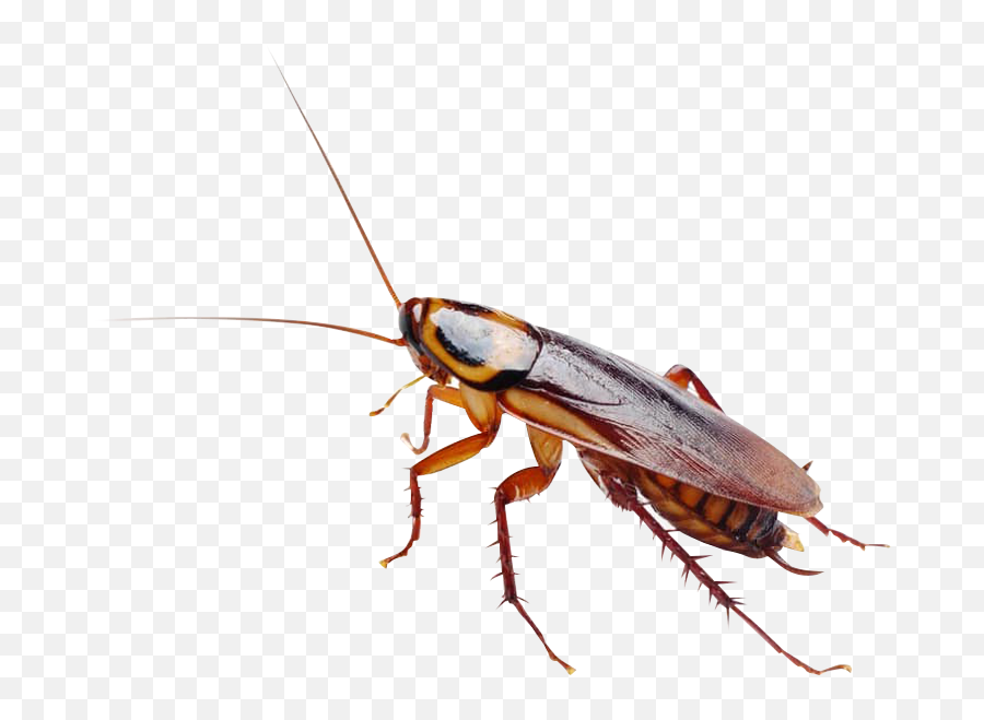 Pest Alert - Free Ppt Templates Cockroach Png,Cockroach Transparent