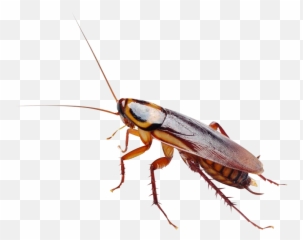 Pest Alert - Free Ppt Templates Cockroach Png,Cockroach Transparent