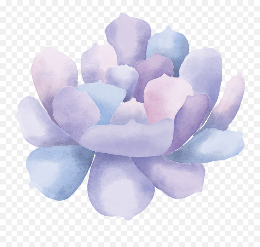 Download Watercolor Succulent Clip Art3 - Echeveria Png,Succulent Transparent Background