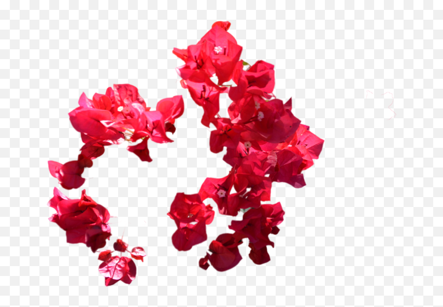 Red Flowers Png Photo - Flowers Png Images For Photoshop,Bougainvillea Png