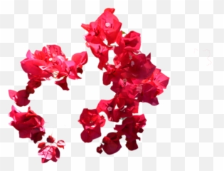 Red Flowers Png Photo - Flowers Png Images For Photoshop,Bougainvillea Png