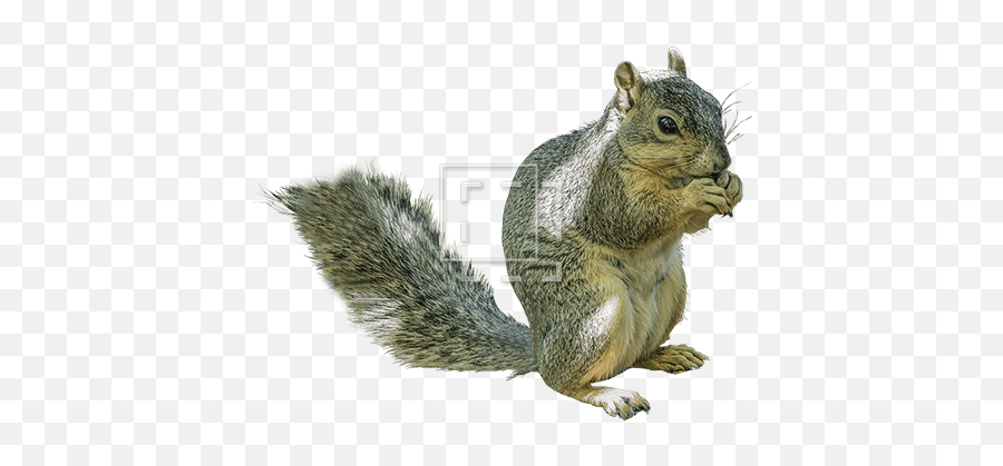 Squirrel Chowing Down - Immediate Entourage Fox Squirrel Png,Squirrel Transparent