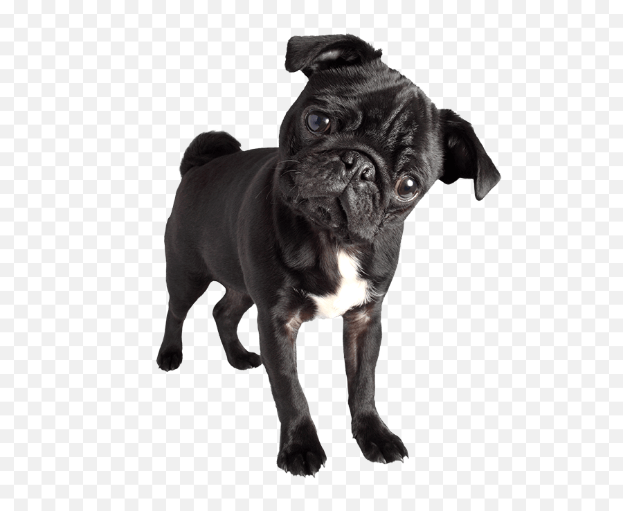 Download Hd Pug - Black Pug Images Png Transparent Png Image Dog Black Pug Png,Pug Png